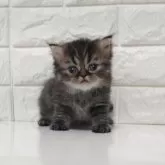 エキゾチックショートヘア
