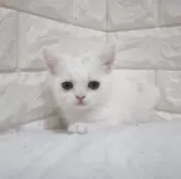エキゾチックショートヘア