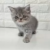 エキゾチックショートヘア