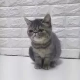 エキゾチックショートヘア