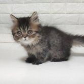 エキゾチックショートヘア