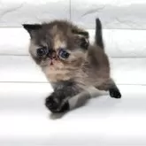 エキゾチックショートヘア