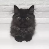 エキゾチックショートヘア【静岡県・男の子・2025年7月20日・ブラックスモーク】の写真3