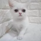 エキゾチックショートヘア【静岡県・女の子・2025年3月1日・ホワイト】の写真5