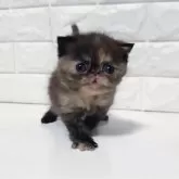 エキゾチックショートヘア【静岡県・女の子・2025年11月6日・トーティ】の写真7