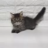 エキゾチックショートヘア【静岡県・男の子・2025年8月27日・ブラウンタビー】の写真8