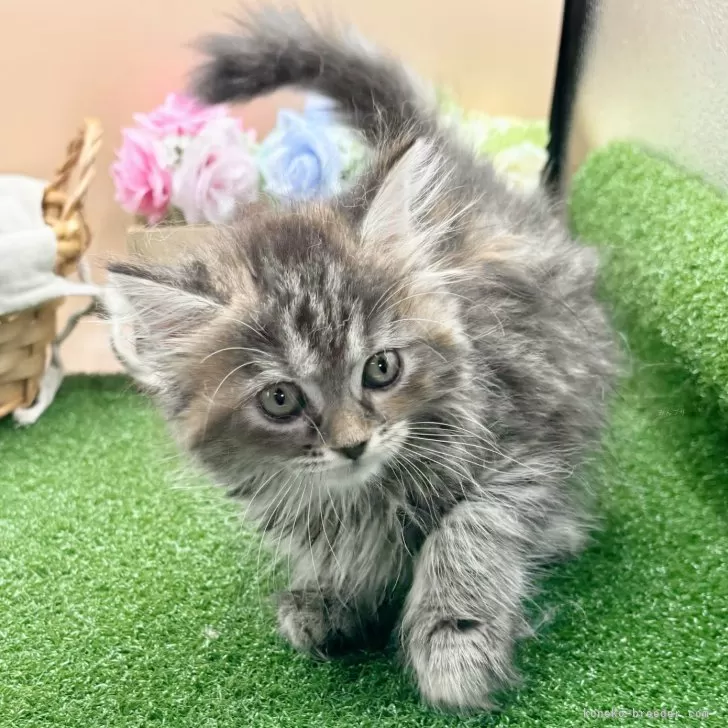 ID：2410-00776の子猫