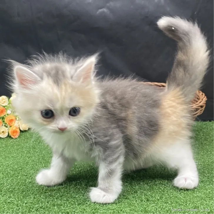 ID：2307-03357の子猫