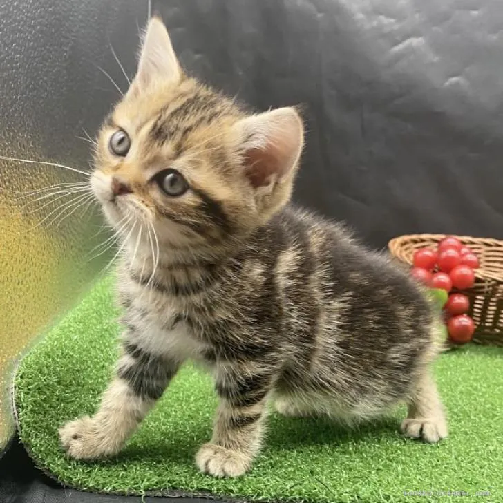ID:2212-02499の子猫