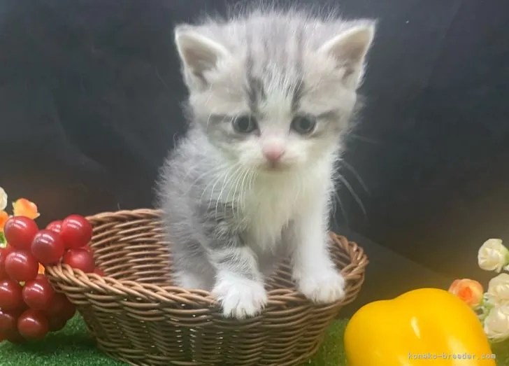 ID：2205-00598の子猫
