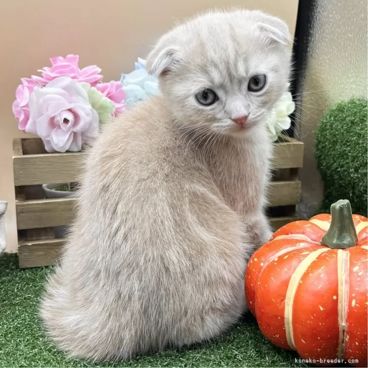 ID:2407-00217の子猫