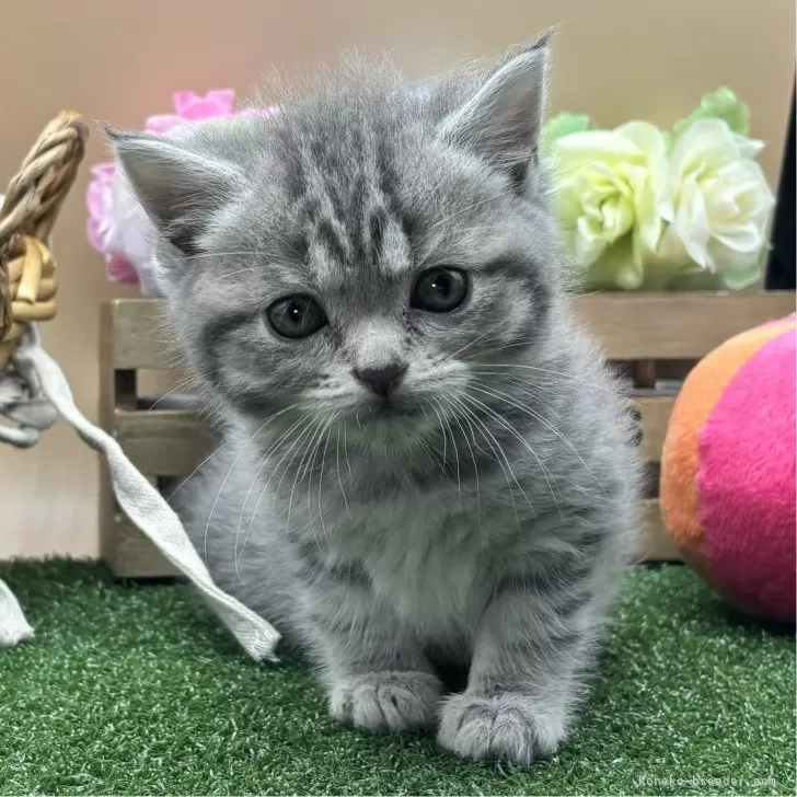 ID:2404-01885の子猫