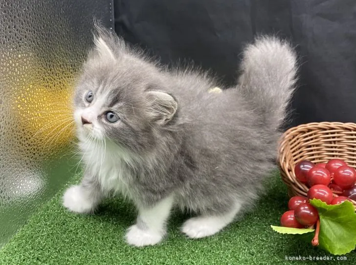 ID:2107-02217の子猫