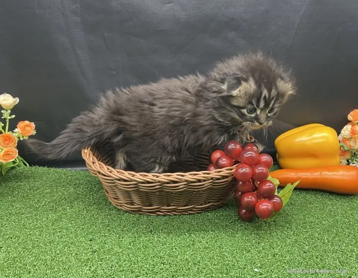 ID：2101-01385の子猫