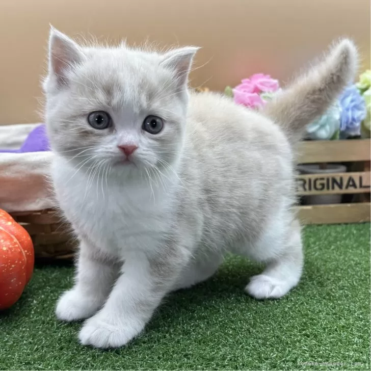 ID:2403-00636の子猫