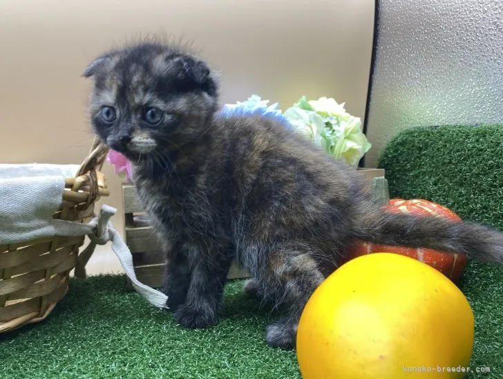 ID:2104-00069の子猫