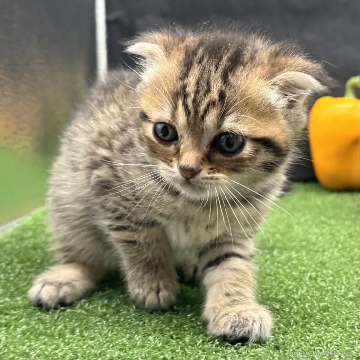 ID:2404-01148の子猫