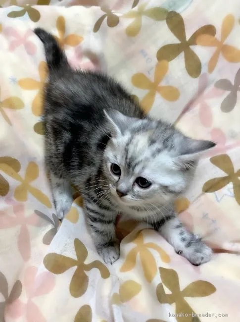 ID：2102-01083の子猫