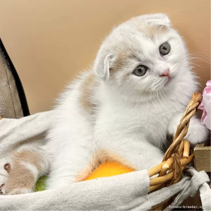 ID：2407-00659の子猫