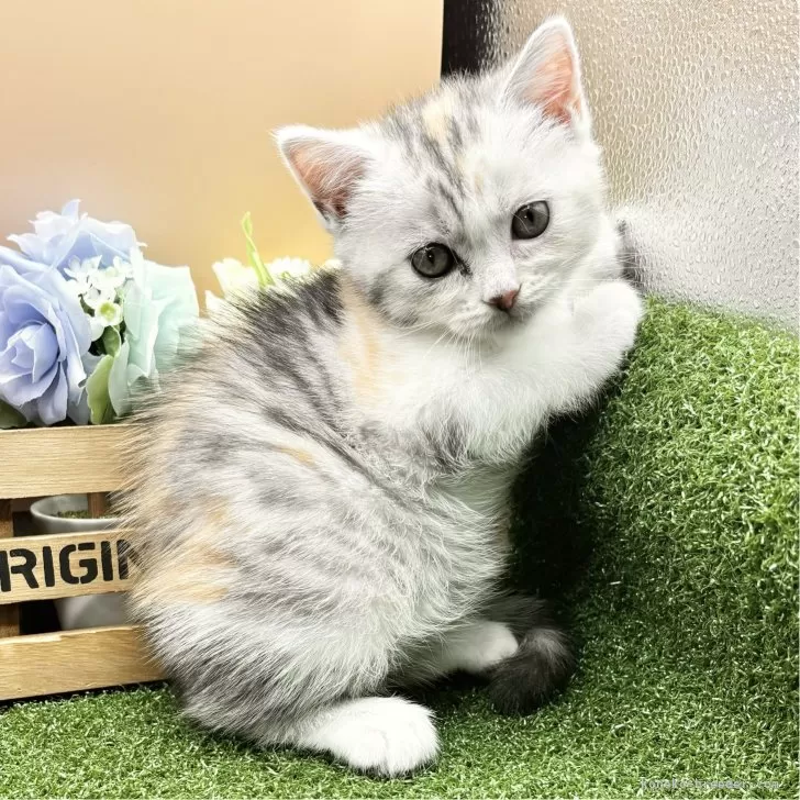 ID:2408-00258の子猫