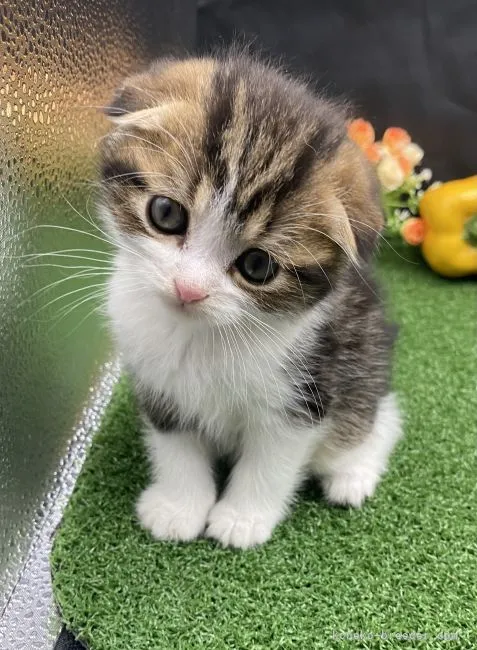 ID:2204-00495の子猫