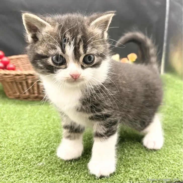 ID:2412-00058の子猫