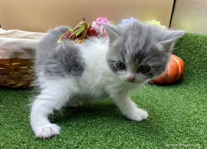 ID:2103-00463の子猫