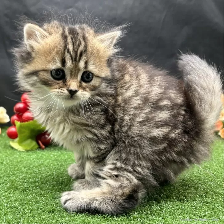 ID:2403-00123の子猫