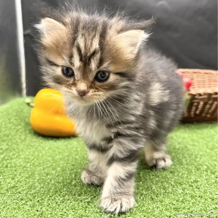 ID:2409-01445の子猫