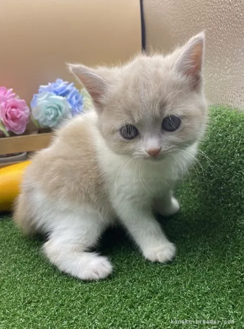 ID:2106-02459の子猫