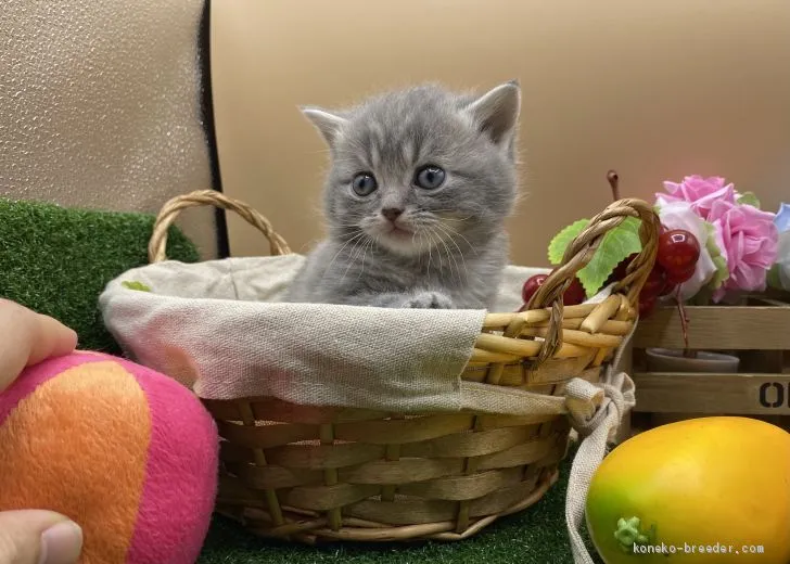 ID：2103-00457の子猫
