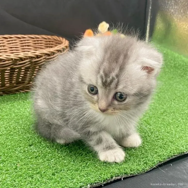 ID:2211-02896の子猫