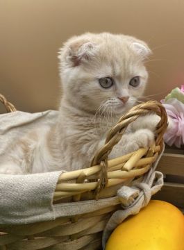 スコティッシュフォールド(折れ耳)【兵庫県・女の子・2022年2月26日・クリームタビー（短毛）】の写真「物怖じしない、おっとりさんです。」