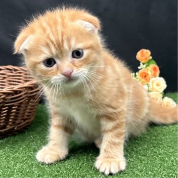 スコティッシュフォールド(折れ耳)【兵庫県・男の子・2024年4月28日・レッドタビー（短毛）】の写真「物怖じしない、おっとりさんです！！」