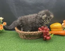 スコティッシュフォールド(折れ耳)【兵庫県・男の子・2020年12月19日・ブラウンタビー】の写真1「1/20撮影」