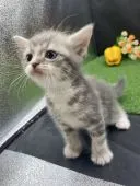 スコティッシュフォールド(立ち耳)【兵庫県・男の子・2021年5月29日・シルバータビー】の写真1「7/4撮影」