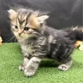 スコティッシュフォールド(立ち耳)【兵庫県・男の子・2024年8月11日・ブラウンタビー】の写真2
