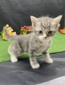 スコティッシュフォールド(立ち耳)【兵庫県・男の子・2021年5月29日・シルバータビー】の写真3「7/4撮影」