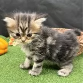 スコティッシュフォールド(立ち耳)【兵庫県・男の子・2024年8月11日・ブラウンタビー】の写真4