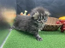 スコティッシュフォールド(折れ耳)【兵庫県・男の子・2020年12月19日・ブラウンタビー】の写真4「1/20撮影」