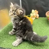 スコティッシュフォールド(立ち耳)【兵庫県・男の子・2024年8月11日・ブラウンタビー】の写真5