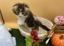 スコティッシュフォールド(折れ耳)【兵庫県・男の子・2020年5月31日・ブラウンタビー&ホワイト】の写真5