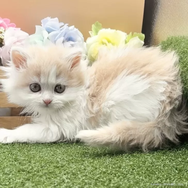 ID：2412-01613の子猫
