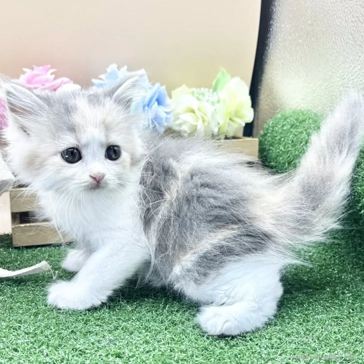 スコティッシュフォールド(立ち耳)【兵庫県・女の子・2025年9月23日・ダイリュートキャリコ】の写真1