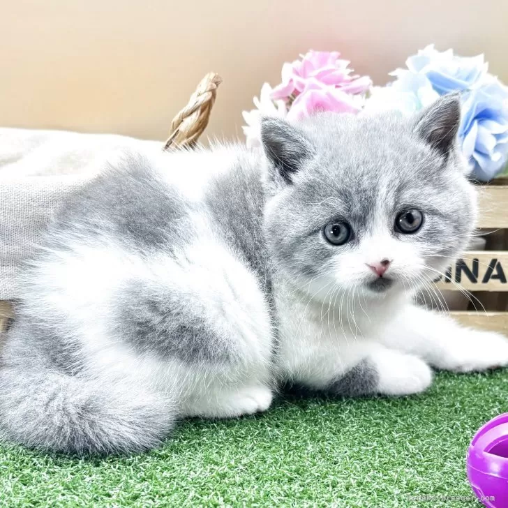 ID:2506-00767の子猫