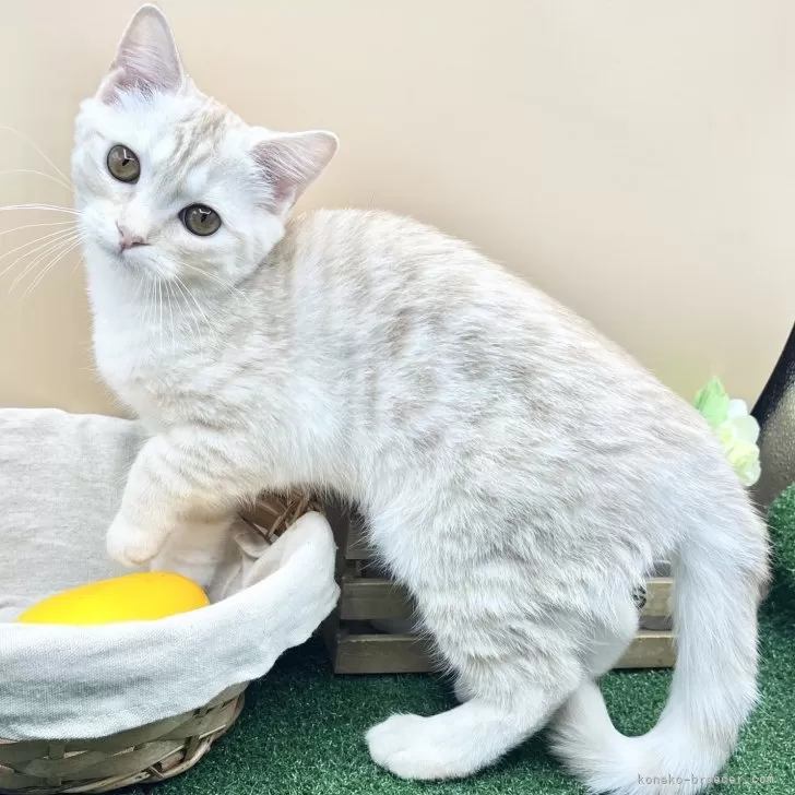 ID：2509-01440の子猫