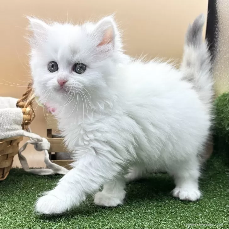 K.F 様のお迎えした子猫