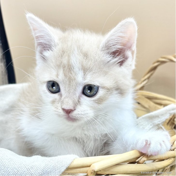 ブリーダー画像