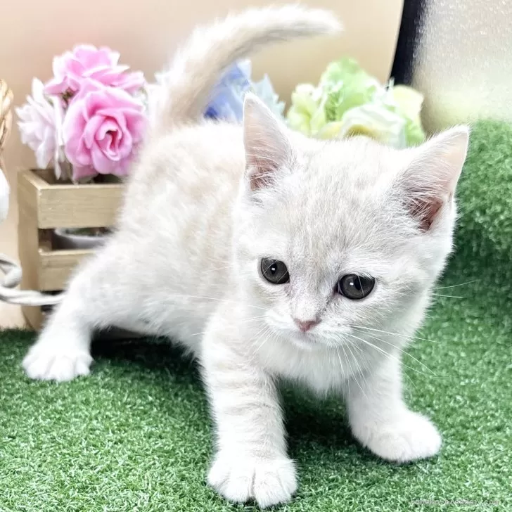 ID：2506-00896の子猫