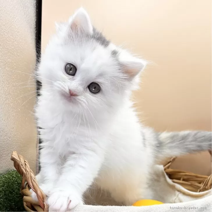 ID:2412-02856の子猫